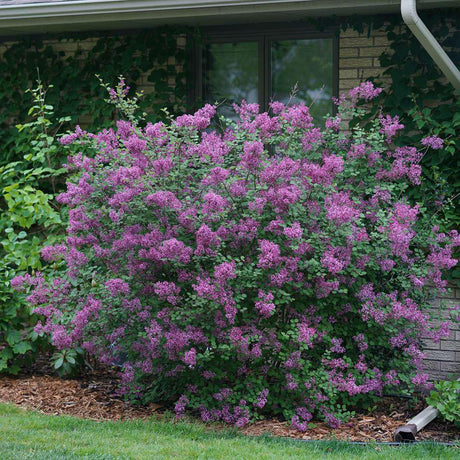 Bloomerang dark purple reblooming lilac in bloom