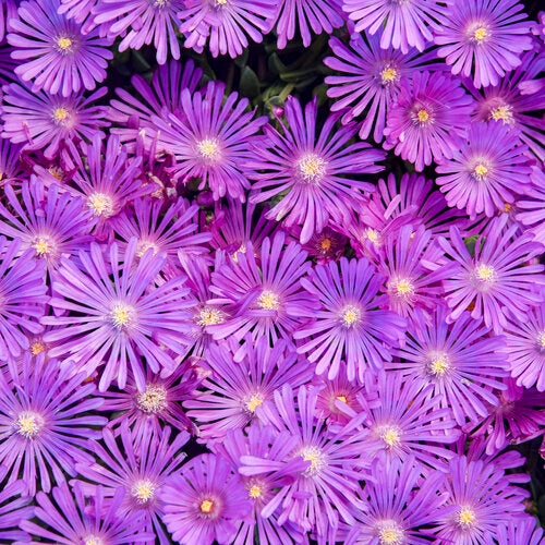 Delosperma 'Orchid Flash' | Proven Winners