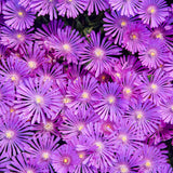 Delosperma 'Orchid Flash' | Proven Winners