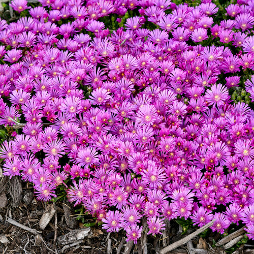 Delosperma 'Orchid Flash' | Proven Winners