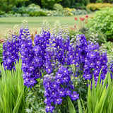 Delphinium 'Violets Are Blue' | Proven Winners