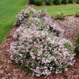 Yuki Kabuki deutzia in bloom with white flowers