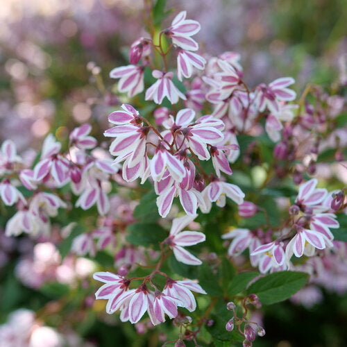 YUKI KABUKI® Deutzia | Proven Winners® – Creekside Nursery, Inc