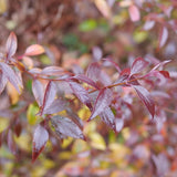 Yuki Kabuki deutzia with pink flowers in a pot