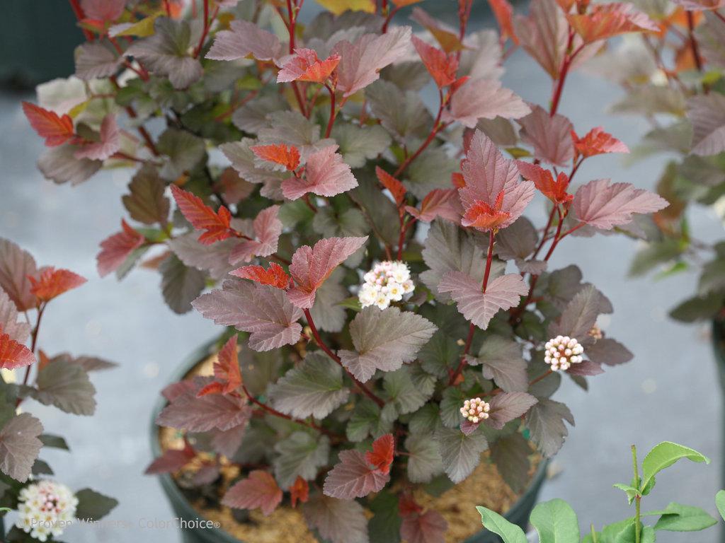 GINGER WINE® Ninebark – Creekside Nursery, Inc