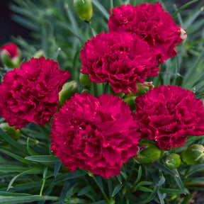 Pink Dianthus flowers in a pot with green foliage