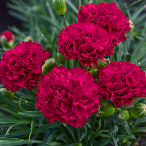 Pink Dianthus flowers in a pot with green foliage