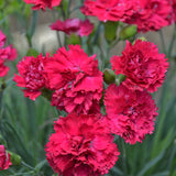 Fruit Punch® 'Cranberry Cocktail' Dianthus in bloom in a pot