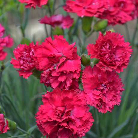 Fruit Punch® 'Cranberry Cocktail' Dianthus in bloom in a pot
