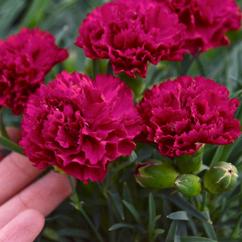 Fruit Punch® 'Cranberry Cocktail' Dianthus with pink flowers in bloom