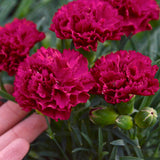 Fruit Punch® 'Cranberry Cocktail' Dianthus with pink flowers in bloom