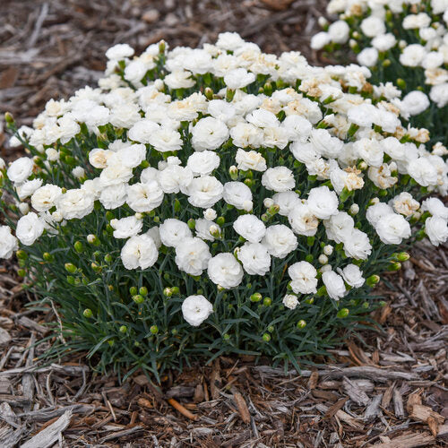 Fruit Punch® 'Whipped Cream' Dianthus | Proven Winners