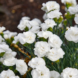 Fruit Punch® 'Whipped Cream' Dianthus | Proven Winners
