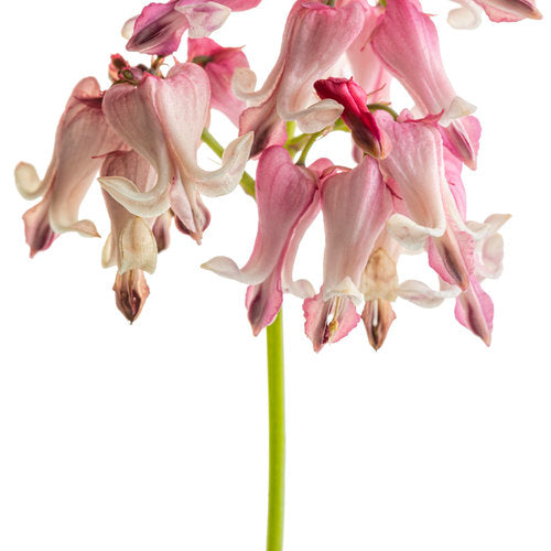 Dicentra 'Pink Diamonds' with pink flowers in a pot