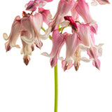 Dicentra 'Pink Diamonds' with pink flowers in a pot