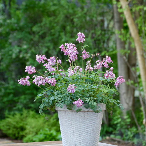 Dicentra 'Pink Diamonds' – Creekside Nursery, Inc