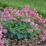 Dicentra Pink Diamonds with pink heart-shaped flowers
