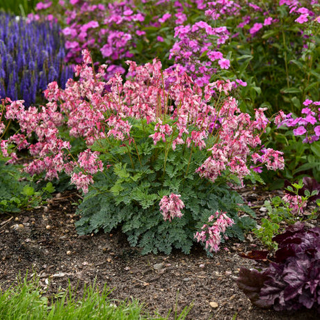 Dicentra Pink Diamonds with pink heart-shaped flowers in bloom