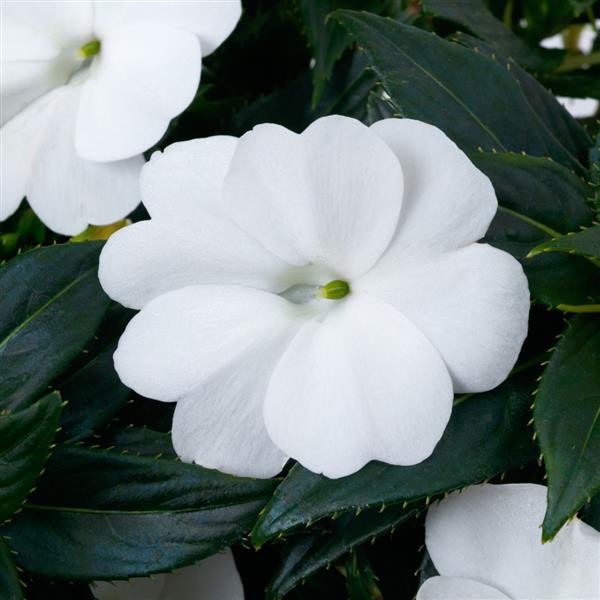 White SunPatiens Compact Classic White in a pot
