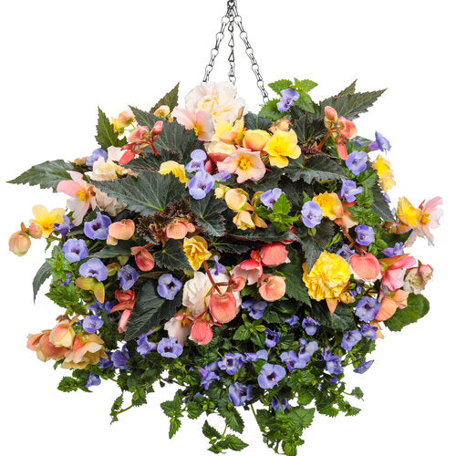 Double Delight® Appleblossom Begonia | Proven Winners® – Creekside