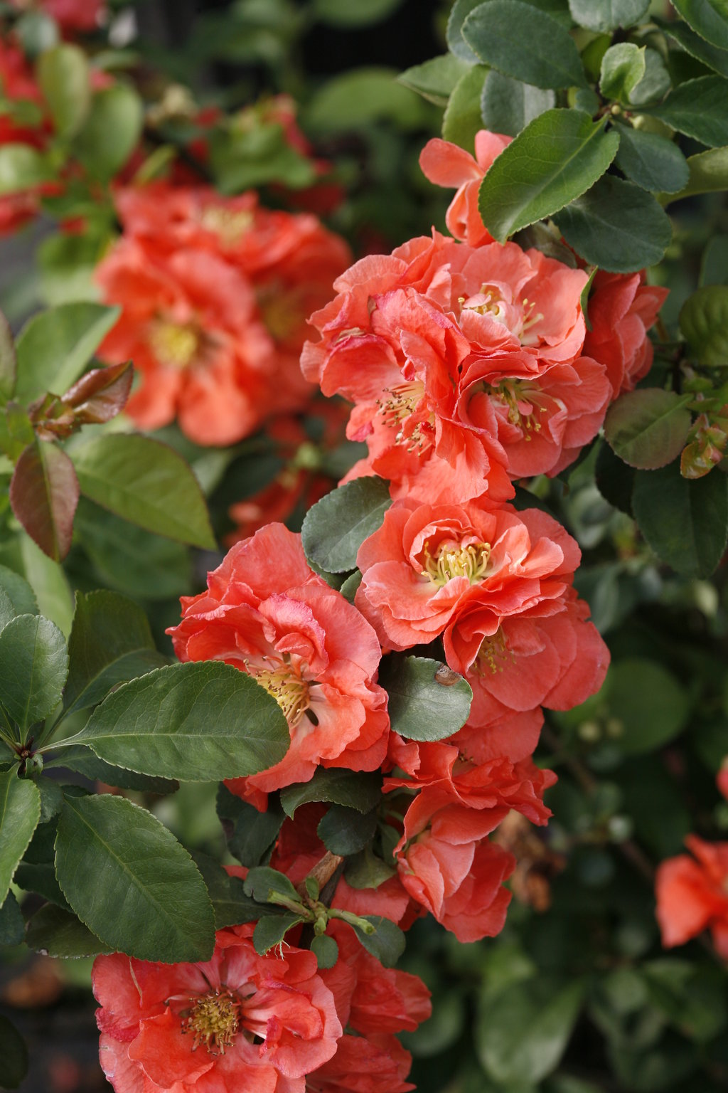 DOUBLE TAKE® Peach Quince – Creekside Nursery, Inc