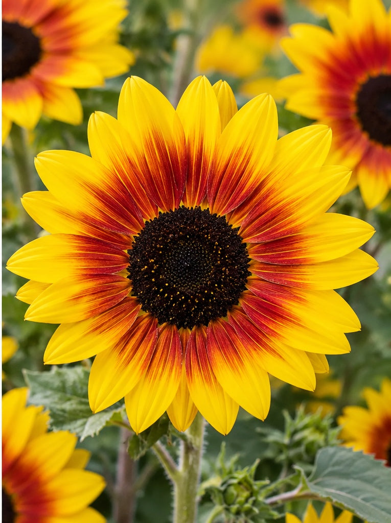 Sunfinity® Yellow Red Bicolor Sunflower | Creekside Champions™