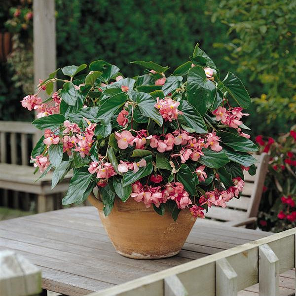 Creekside Champions Dragon Wing Begonia