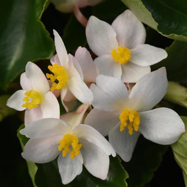 White Dragon Wing begonia in a nursery pot