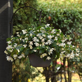 White Dragon Wing begonia in a nursery pot