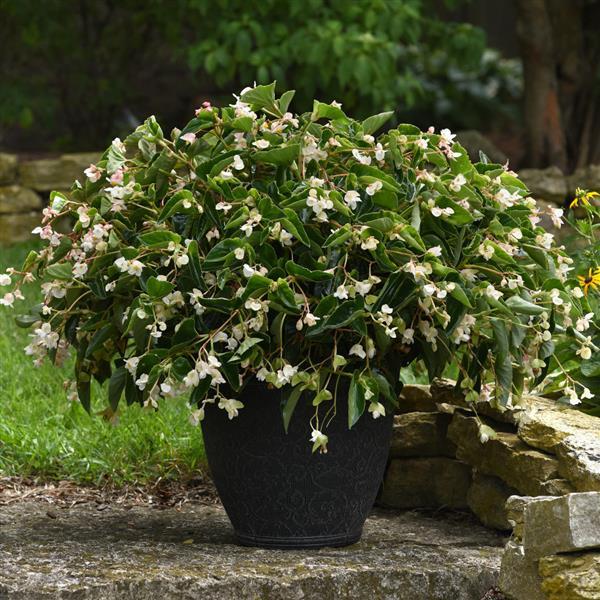 White Dragon Wing begonia with green leaves in a pot
