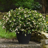 White Dragon Wing begonia with green leaves in a pot