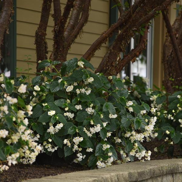Dragon Wing® White Begonia | Creekside Champions™ – Creekside