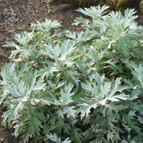 Artemisia 'Silver Lining' in a nursery pot with silver foliage