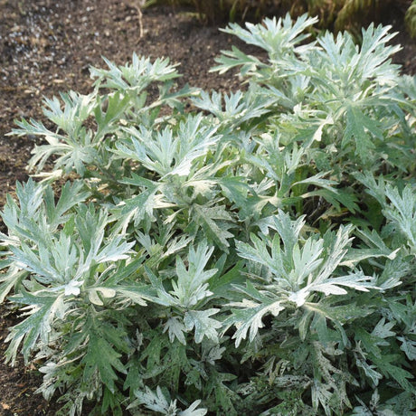 Artemisia 'Silver Lining' in a nursery pot with silver foliage