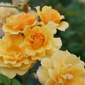 RISE UP AMBERNESS rose with amber blooms in a pot