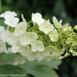 Gatsby Gal oakleaf hydrangea with white flower clusters
