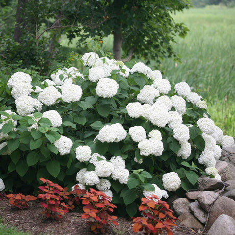 Incrediball smooth hydrangea with large white flower clusters