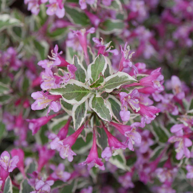 MY MONET PURPLE EFFECT® weigela with variegated leaves