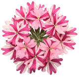Superbena Cherryburst verbena with pink blooms in a pot