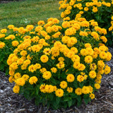 'Rays for Days' False Sunflower Heliopsis | Proven Winners