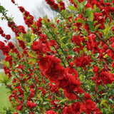 Double Take Scarlet quince shrub with red blossoms