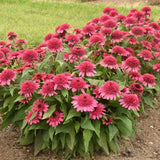 Echinacea Raspberry Beret with pink blooms in a pot