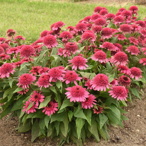 Echinacea Raspberry Beret with pink blooms in a pot