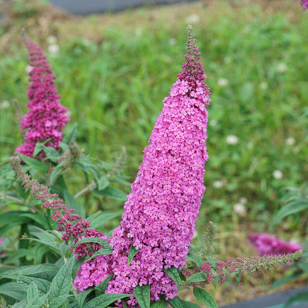 ROCK STEADY® Chastetree | Proven Winners® – Creekside Nursery, Inc