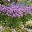 Allium 'Serendipity' with purple flowers and green stems