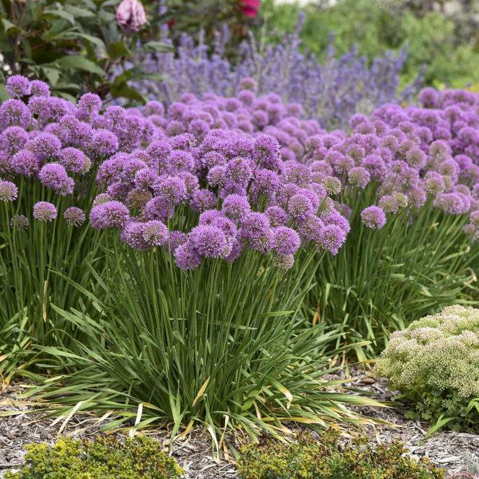 Allium 'Serendipity' with purple flowers and green stems