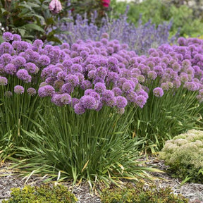 Allium 'Serendipity' with purple flowers and green stems