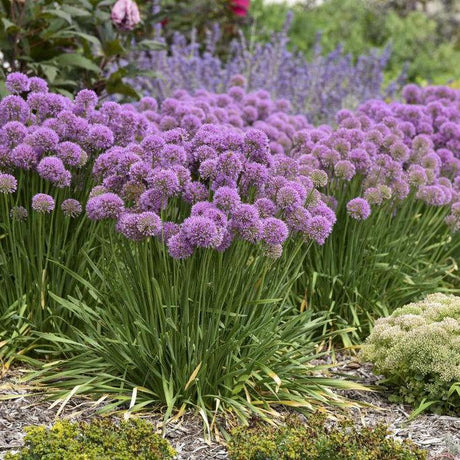 Allium 'Serendipity' with purple flowers and green stems