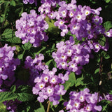 Lantana with purple flowers in a pot
