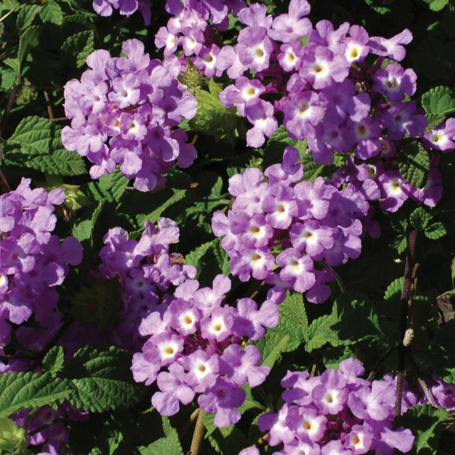 Lantana with purple flowers in a pot